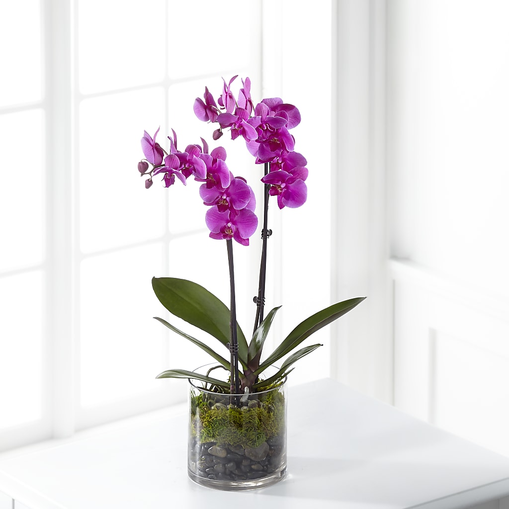 Pink Orchid Plant – Two Flower Girls, Skokie IL
