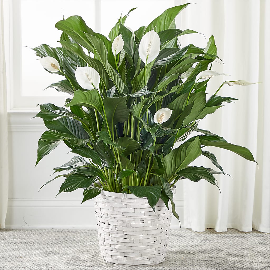 A New Leaf Peace Lily – Two Flower Girls, Skokie IL