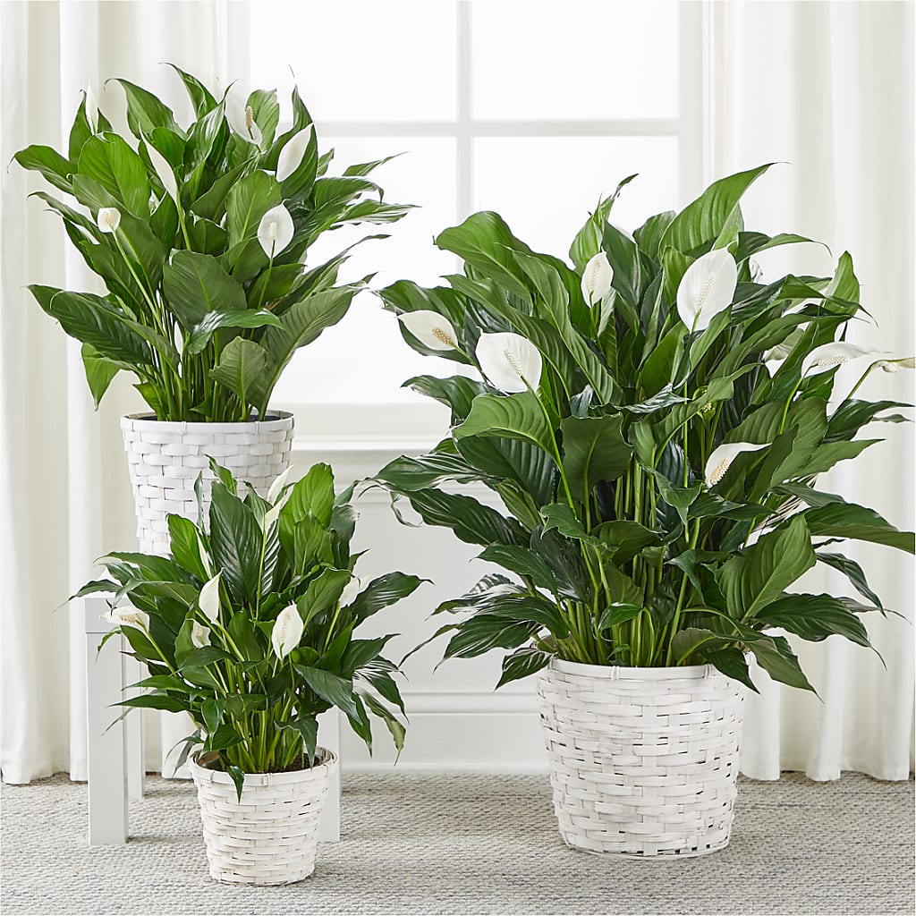 A New Leaf Peace Lily – TWO FLOWER GIRLS, Skokie IL