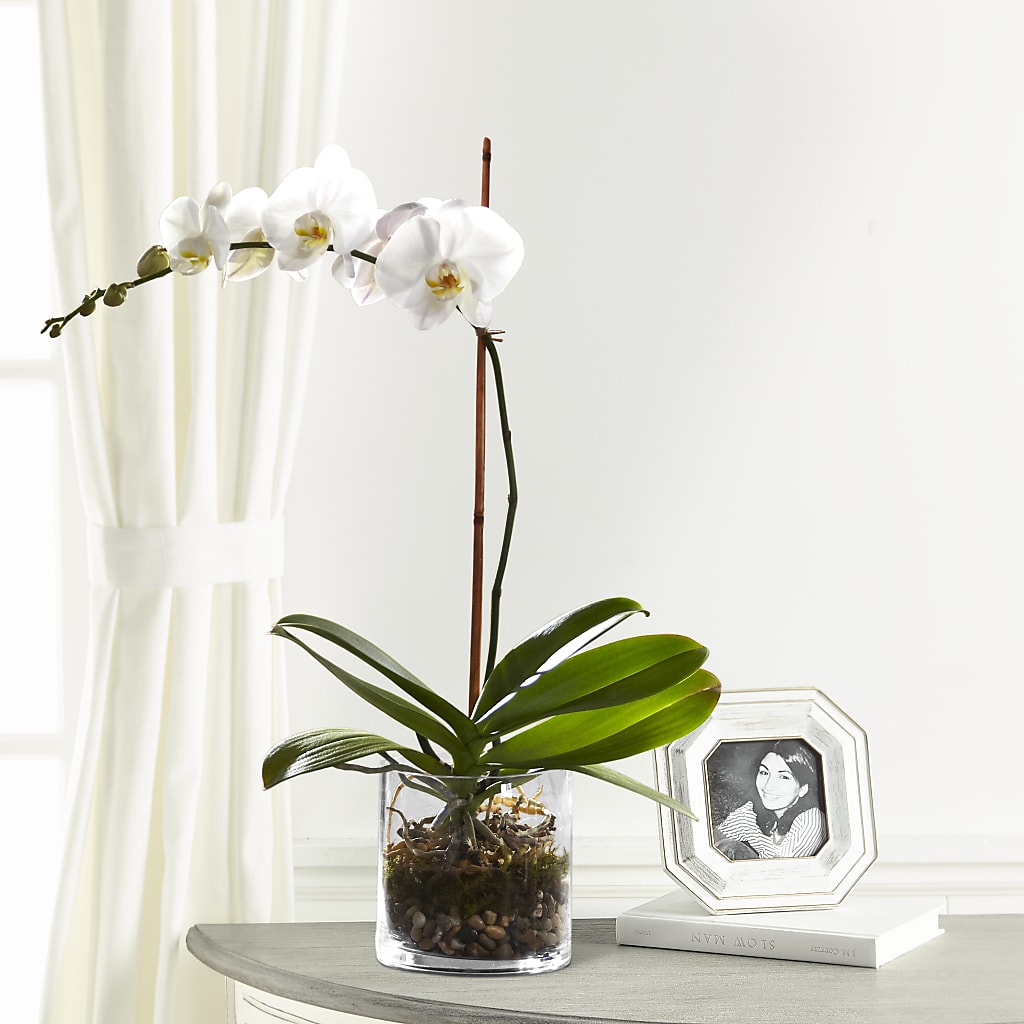 White Orchid Planter – Two Flower Girls, Skokie IL