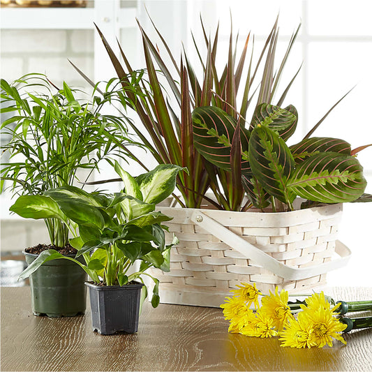 Florist Designed Blooming and Green Plants in a Basket –  Two Flower Girls, Skokie IL