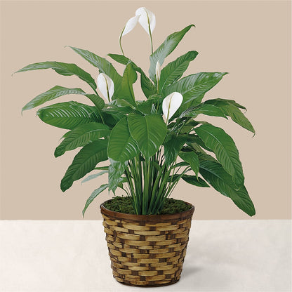 Tranquil Moments Peace Lily Plant –  Two Flower Girls, Skokie IL