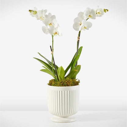 Whispering White Orchid –  Two Flower Girls, Skokie IL