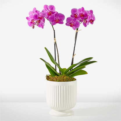 Friendly Fuchsia Orchid –  Two Flower Girls, Skokie IL