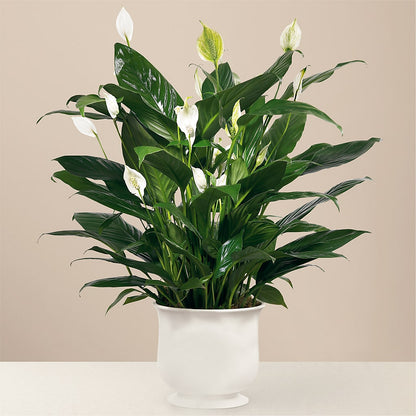 Comfort Planter –  Two Flower Girls, Skokie IL