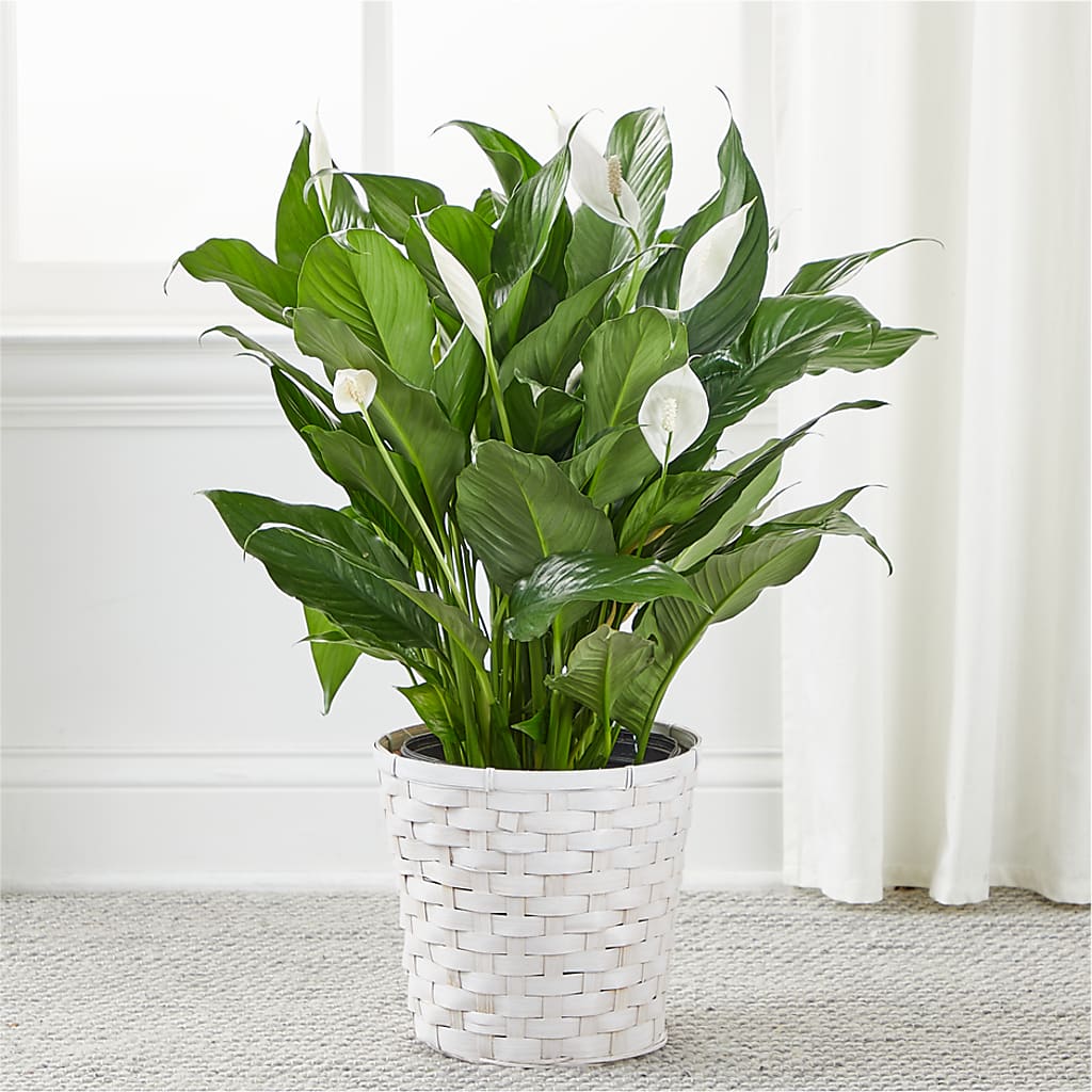 A New Leaf Peace Lily – TWO FLOWER GIRLS, Skokie IL