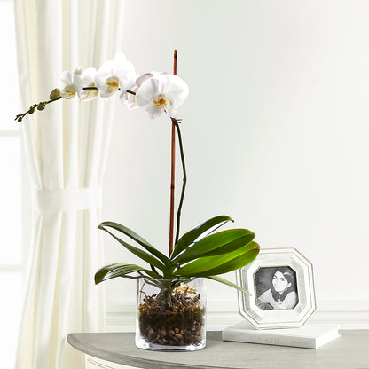 White Orchid Planter –  Two Flower Girls, Skokie IL